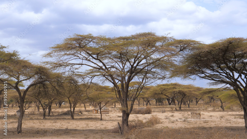 Forest Beautiful Acacia Trees Grown In the Arid African Savannah, Kenya