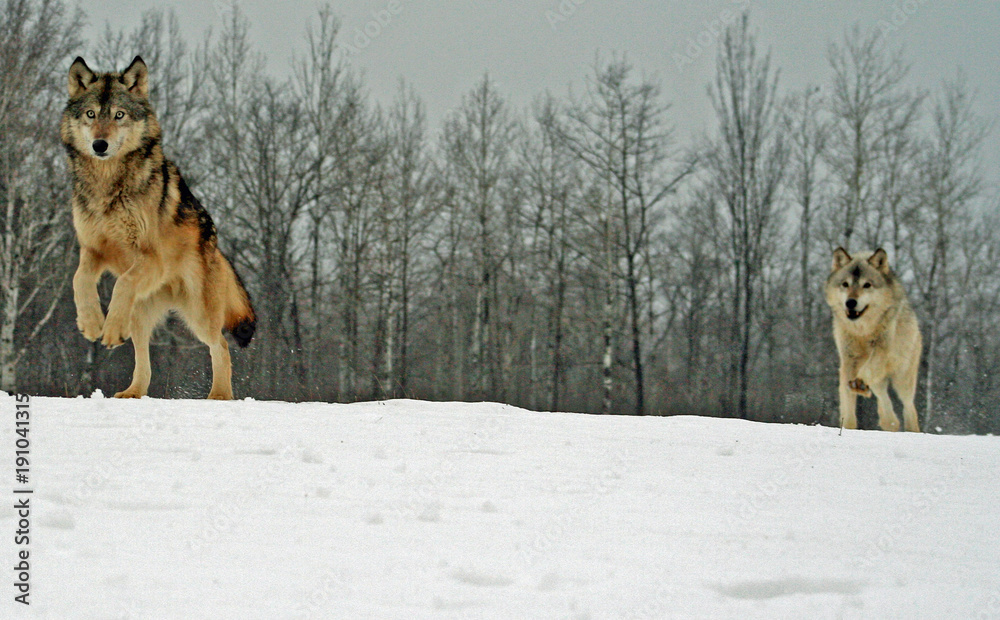 2 Wolves Running