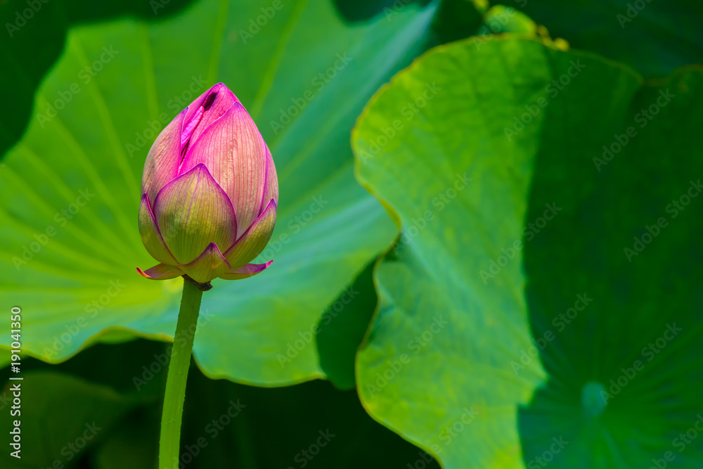 The Lotus Flower bud.Background is the lotus leaf.Shooting location is Yokohama, Kanagawa Prefecture Japan.
