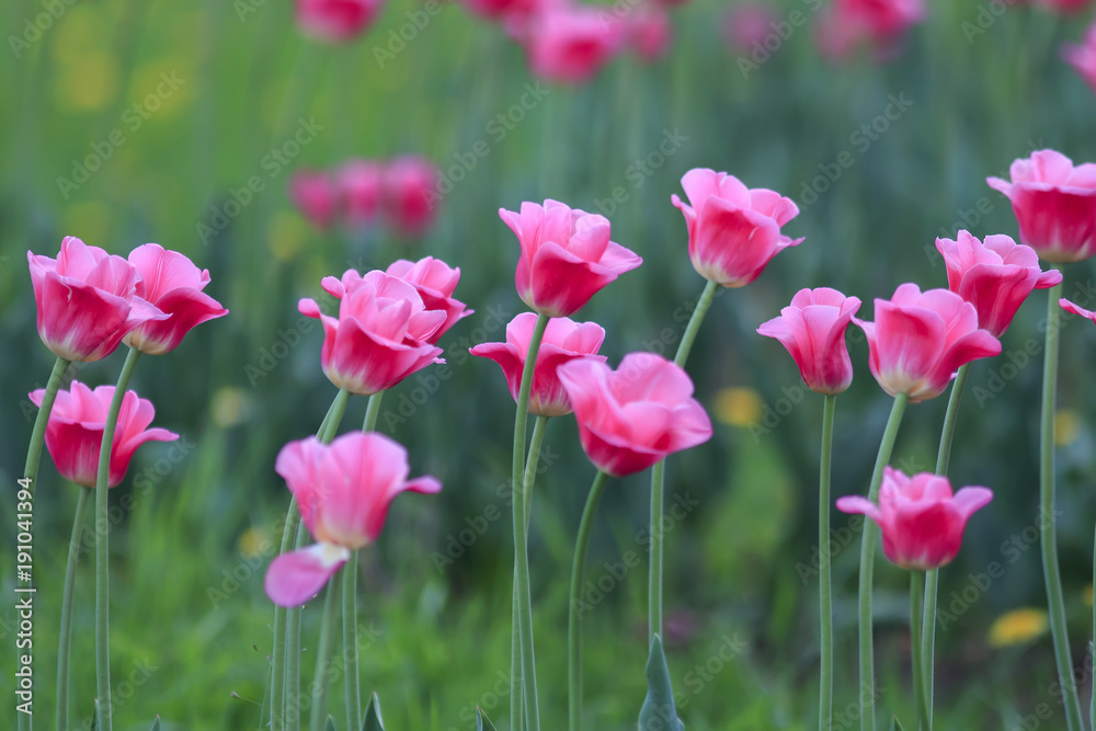 beautiful bright pink flowers and buds of a Tulip blooming in the spring in the may Park beautiful bright pink flowers and buds of a Tulip blooming in the spring in the may Park