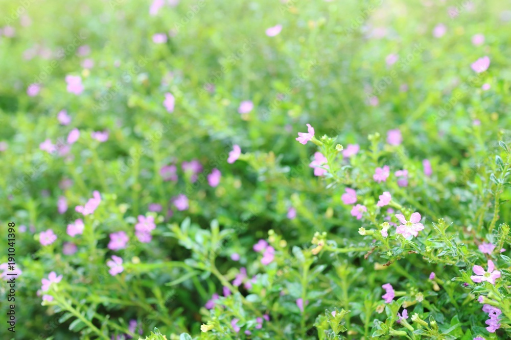 Blurred of beautiful pink flowers and green leaves in sunlight of spring time background. Flower and nature background concept.