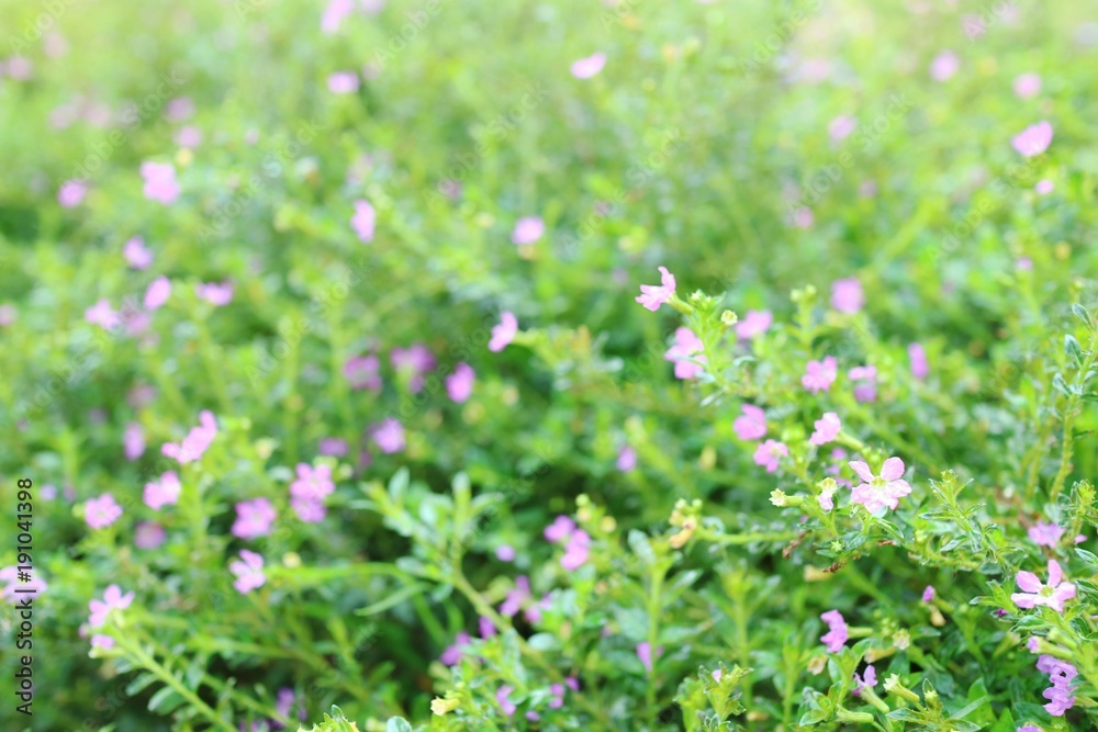 Blurred of beautiful pink flowers and green leaves in sunlight of spring time background. Flower and nature background concept. Blurred of beautiful pink flowers and green leaves in sunlight of spring time background. Flower and nature background concept.