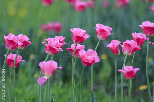 beautiful bright pink flowers and buds of a Tulip blooming in the spring in the may Park © nataba