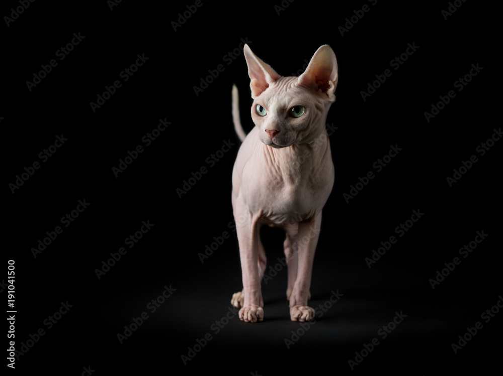 Sphynx cat