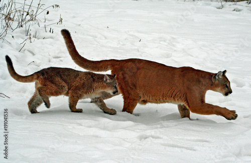 Mama & Baby Cougar