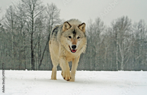 Gray Wolf