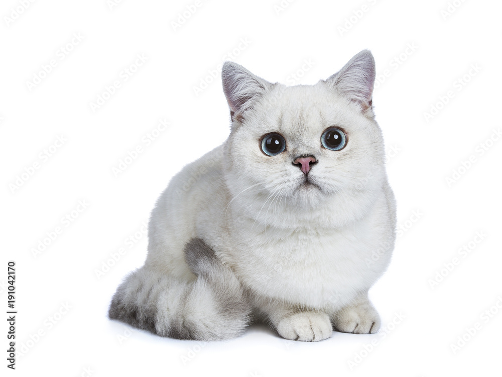 Silver tabby seal point British Shorthair laying side ways looking at the camera isolated on white background.
