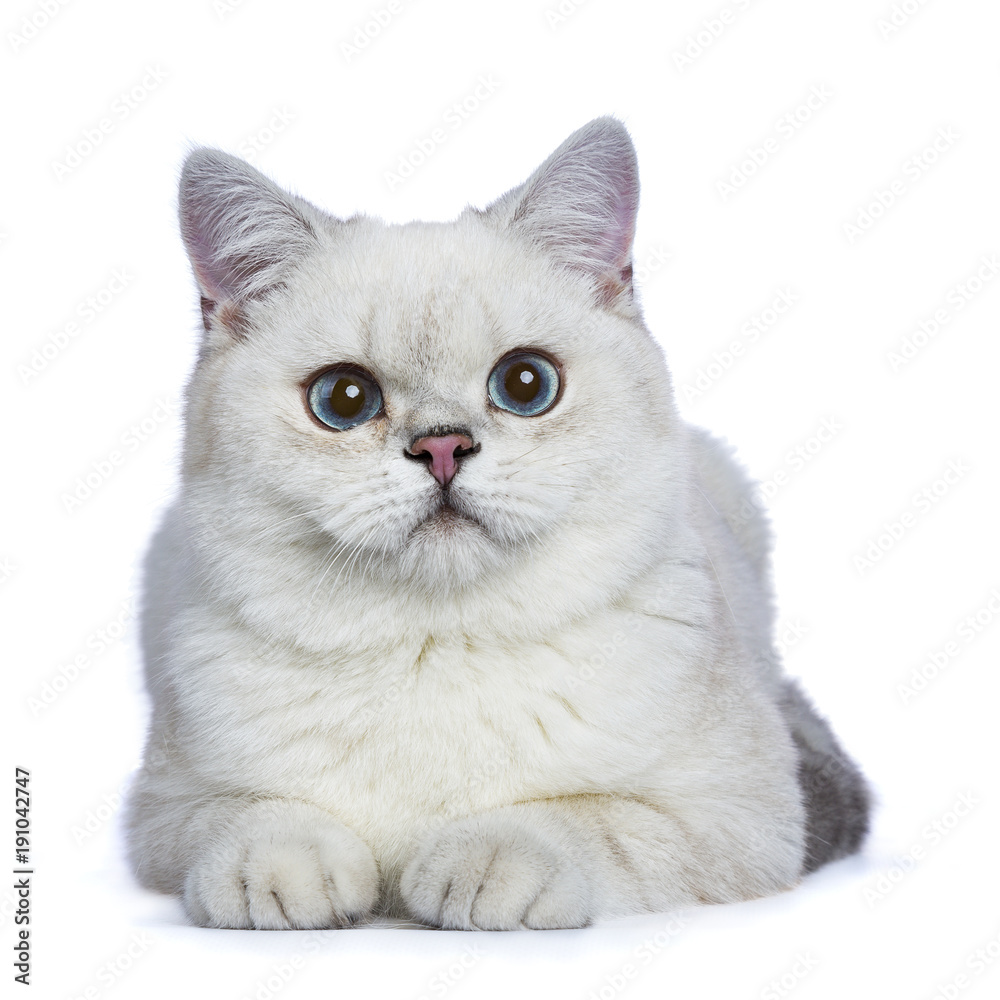 Silver tabby seal point British Shorthair laying in front of the camera looking at you isolated on white background.