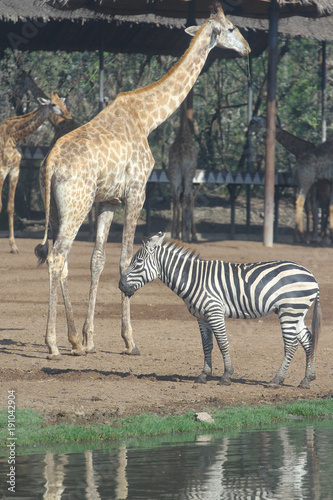 zebra and giraffe in open safari
