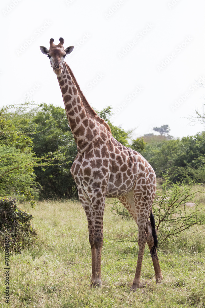 Giraffe full length shot in Africa, Senegal Giraffe full length shot in Africa, Senegal