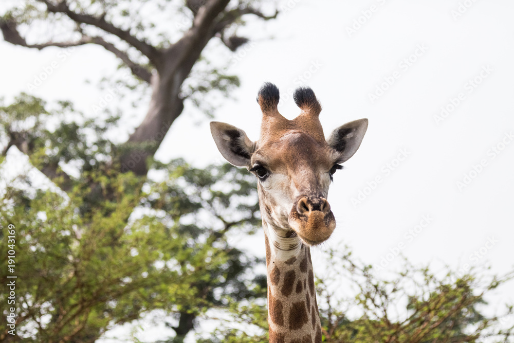Giraffe looking straight into the camera Giraffe looking straight into the camera