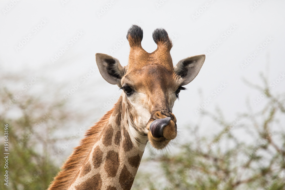 Naklejka premium Beautiful giraffes