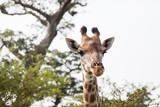 Giraffe looking straight into the camera
