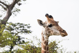 Closeup headshot of a giraffe
