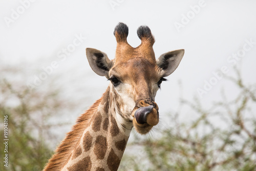 Beautiful giraffes © Simone van den Berg
