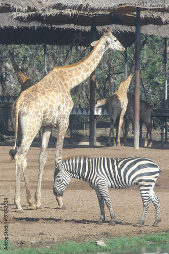 zebra and giraffe in open safari