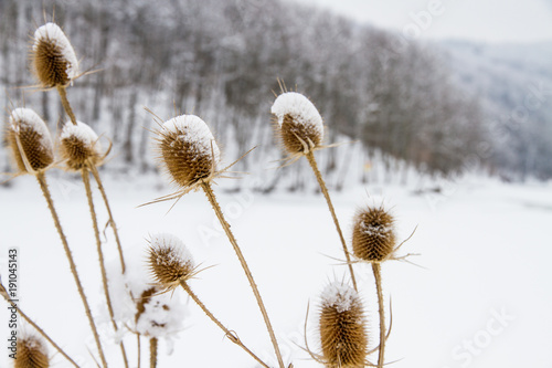 Donkey thistle (Onopordum acanthium) covered with snow in winter. Ordinary ginger