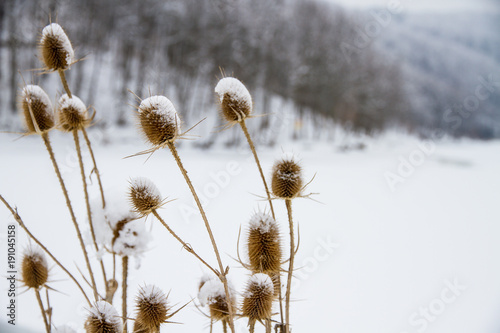 Donkey thistle  Onopordum acanthium  covered with snow in winter. Ordinary ginger