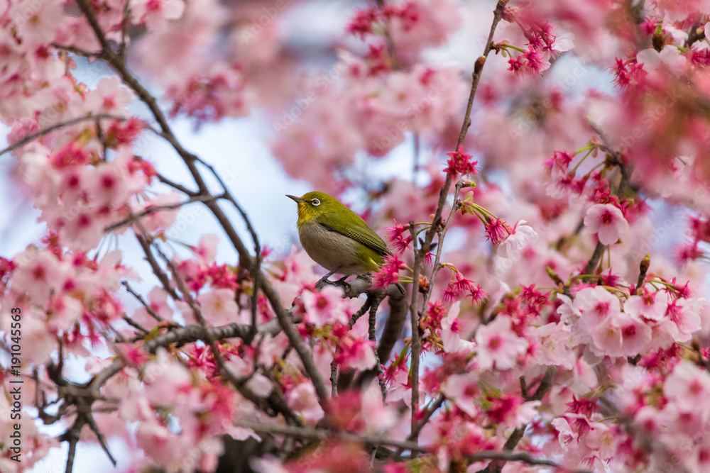 The Japanese White-eye.The background is cherry blossoms(Japanese name Kanzakura). Located in Tokyo Prefecture Japan. The Japanese White-eye.The background is cherry blossoms(Japanese name Kanzakura). Located in Tokyo Prefecture Japan.