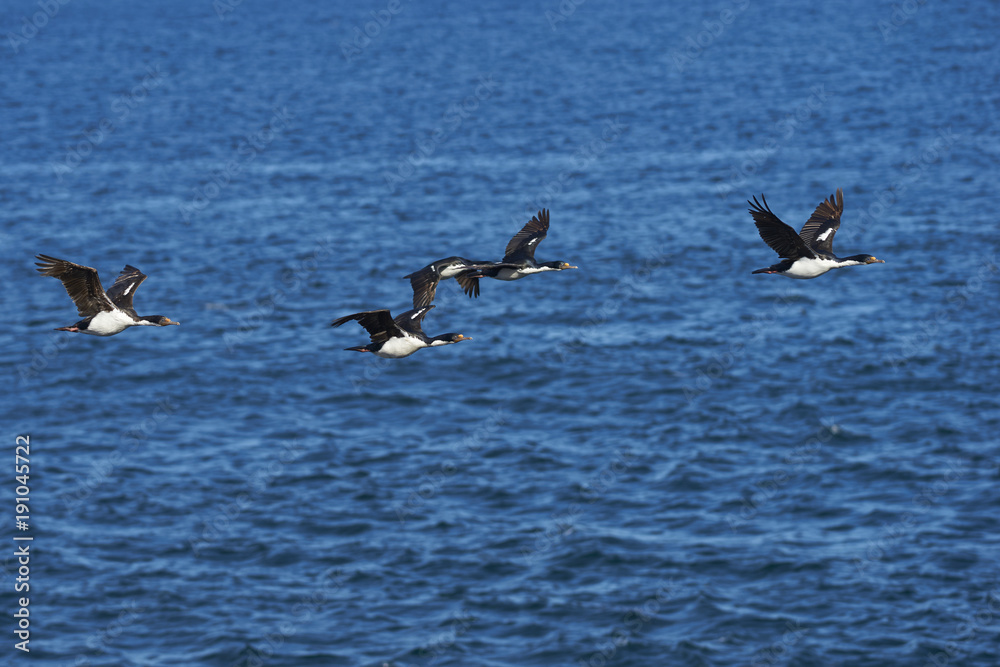 Imperial Shag (Phalacrocorax atriceps albiventer) flying over the sea on the coast of Bleaker Island on the Falkland Islands
