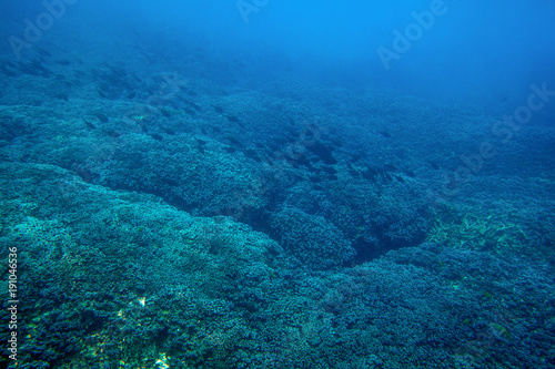 School of black fishes swim above coral reef in deep blue sea, underwater landscape Redang island, Malaysia