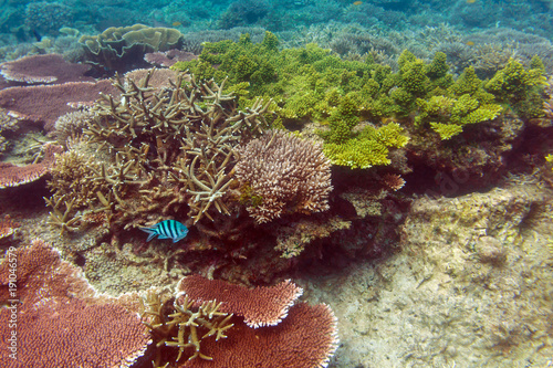 Fototapeta Naklejka Na Ścianę i Meble -  Striped blue fish above the sunlit colorful coral reef in lagoon of South China sea near Redang island, Malaysia