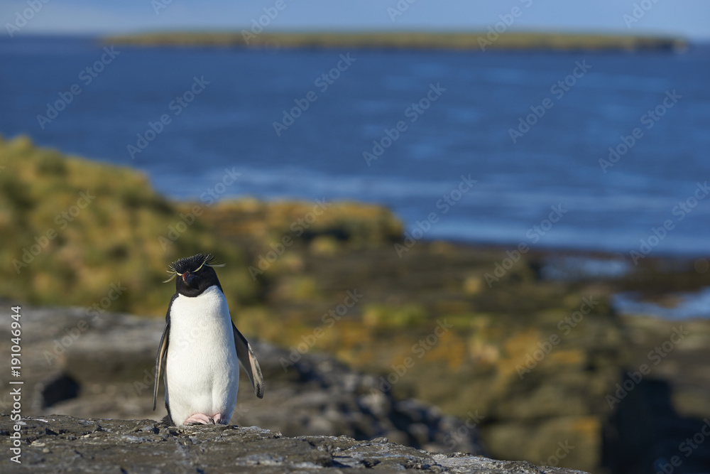 Fototapeta premium Rockhopper Penguin (Eudyptes chrysocome) on the cliffs of Bleaker Island in the Falkland Islands