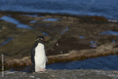 Rockhopper Penguin (Eudyptes chrysocome) on the cliffs of Bleaker Island in the Falkland Islands © JeremyRichards
