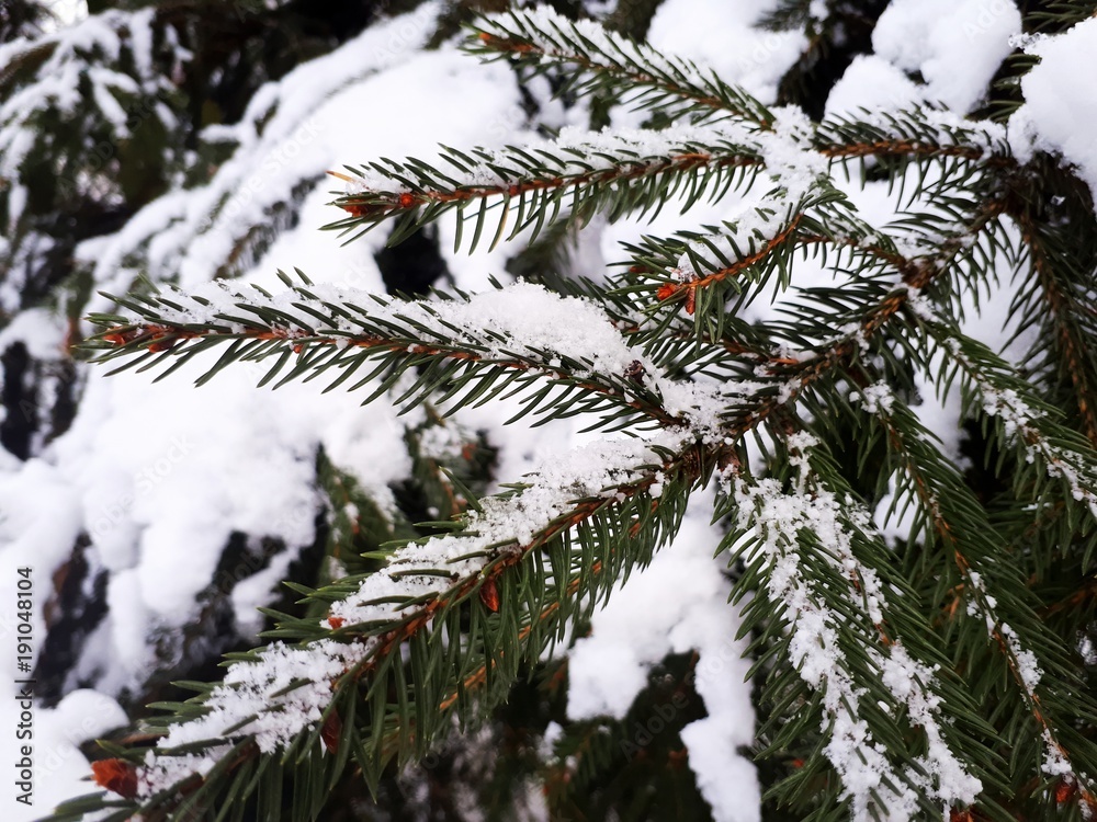 snow on the branches of coniferous tree, spruce, pine