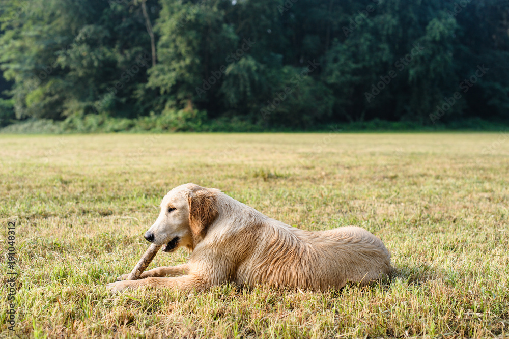 Fototapeta premium portrait of golden retriever in nature outdoor