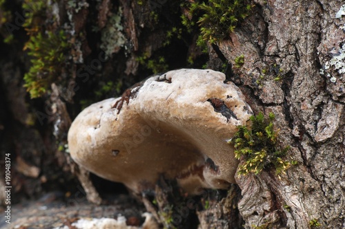 Valokuva Willow bracket, also called fire sponge (Phellinus igniarius)