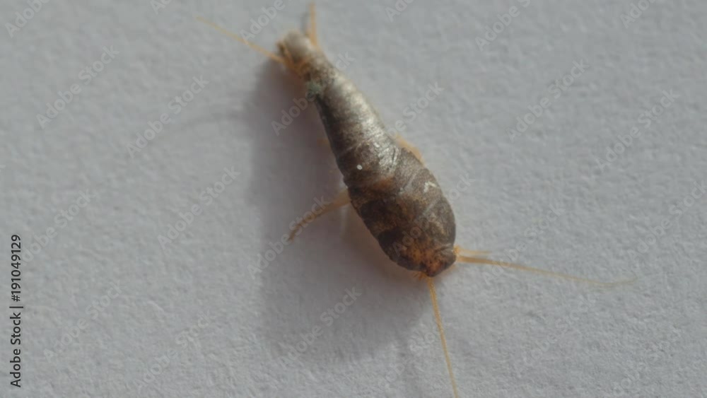 silverfish silverfish