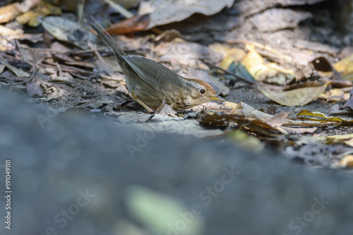 Puff-throated babbler or spotted babbler perching on the ground   Thailand