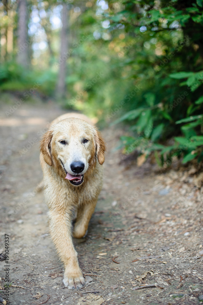 portrait of golden retriever in nature outdoor portrait of golden retriever in nature outdoor