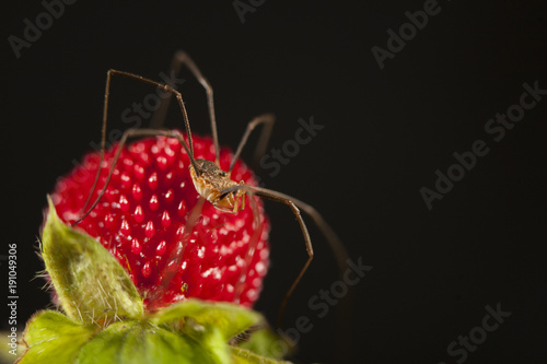 Faucheux araignée photo