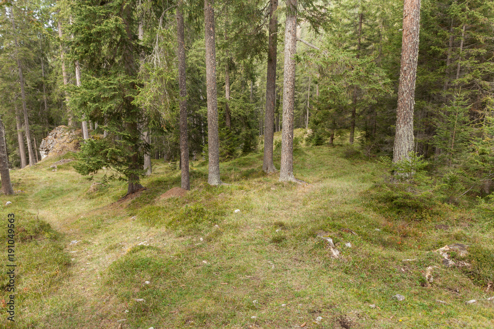 Fototapeta premium Inside a typical forest of the Italian Alps