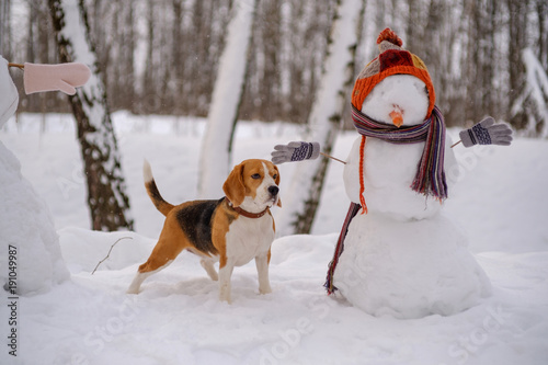 Fototapeta Naklejka Na Ścianę i Meble -  Beagle dog and snowman in the woods