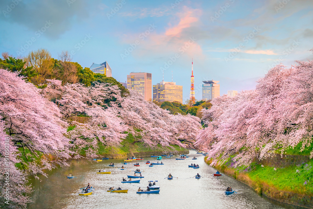Naklejka premium Park Chidorigafuchi w Tokio w sezonie Sakura
