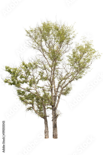 Tree isolated on white background.