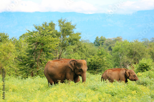 Amazing elephants walking around the nature. © Tarik GOK