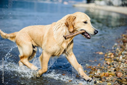 golden retriever dog bathes in Lake Maggiore, Angera, Lombardy, Italy