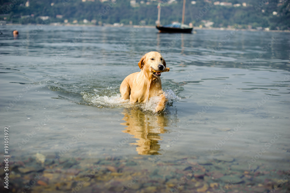 golden retriever dog bathes in Lake Maggiore, Angera, Lombardy, Italy golden retriever dog bathes in Lake Maggiore, Angera, Lombardy, Italy