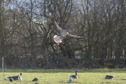 Flying Greylag Goose photo