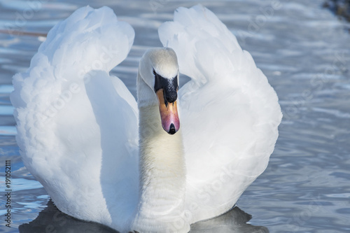 Fototapeta Naklejka Na Ścianę i Meble -  White swan Wild Birds