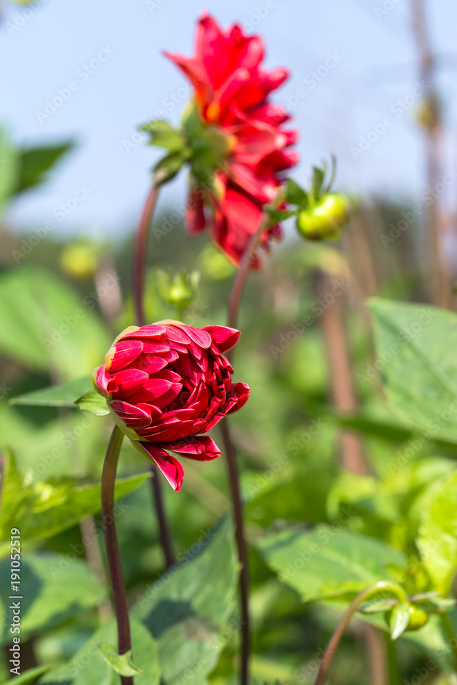 Obraz premium Dahlia pinnata in garden