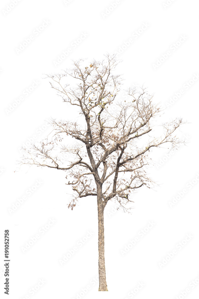 Dead tree on white background. Dead tree on white background.