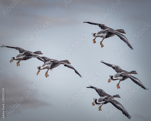 Flying Greylag Geese