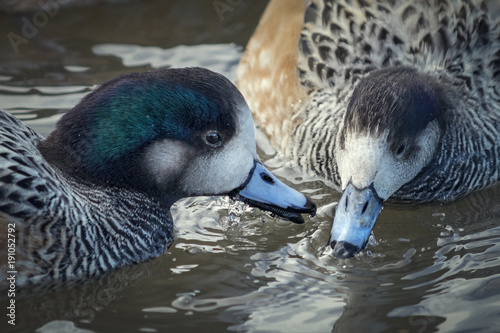 Blue Billed Duck wildlife photo