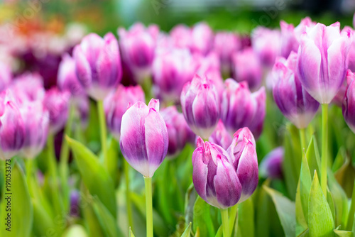 PurpleTulip Flower in the garden. Beautiful bouquet of tulips. colorful tulips. tulips in spring at Nature background.