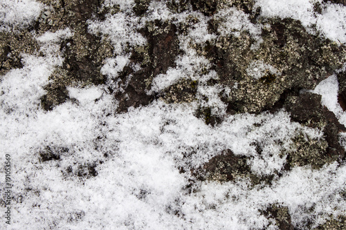 Tree bark covered on the snow © Fotikphoto